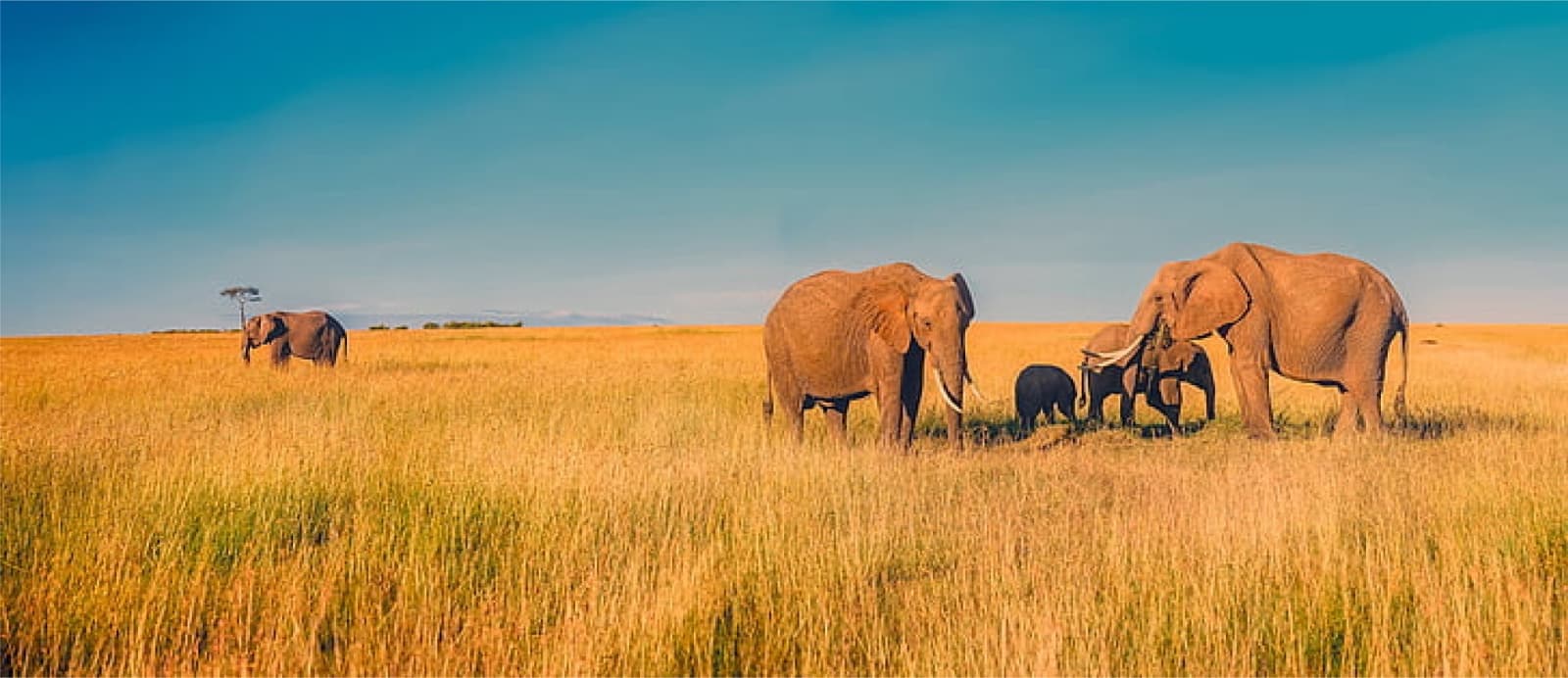 AFRICA